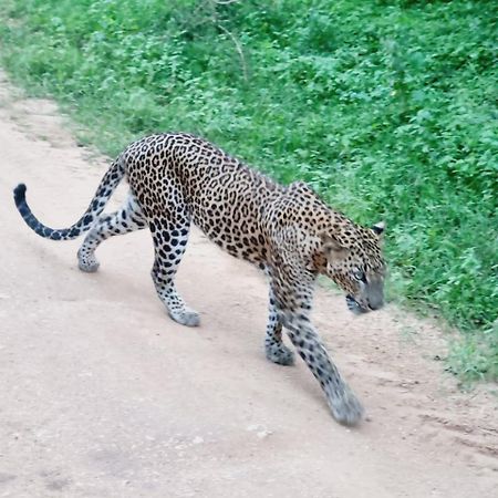 ホテル Mamba Yala ティッサマハーラーマ エクステリア 写真