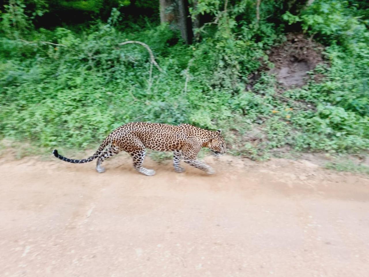 ホテル Mamba Yala ティッサマハーラーマ エクステリア 写真