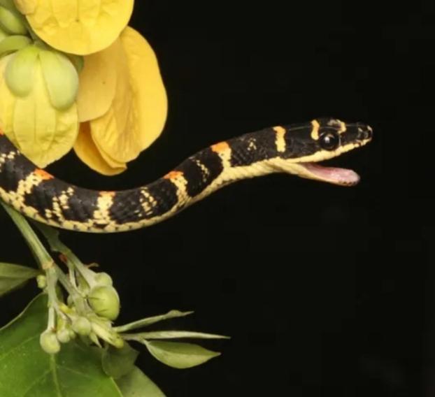 ホテル Mamba Yala ティッサマハーラーマ エクステリア 写真